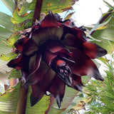 Red Banana Live Plant, Live Starter Plant, 4-6 Inch Tall