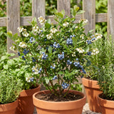 2 Top Hat Blueberry Plant Live, Rooted Berry Seedling, 4-6 Inch Tall
