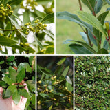 Set 2 Laurus Nobilis Bay Leaf Live Plant 4"