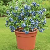 2 Misty Blueberry Plant Live, Blueberry Bushes Plant, 4-7 Inch Tall