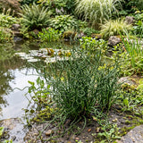 Live Corkscrew Rush Spiralis Plant, Hardy Garden Plant, 4 Inch Pot