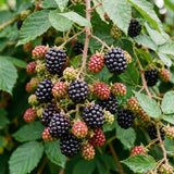 2 Osage Black Berry Live Plants, Fruit Berry Plant, 4-6 Inch Tall