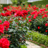 Miniature Rose Live Plant, Hardy Rose Plant, 3-5 Inch Tall, 3.5 Inch Pot