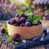 2 Glencoe Thornless Live Raspberry Plants, 4-6 Inch Tall