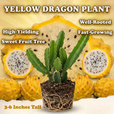 Yellow Dragon Fruit Live Plant, Edible Tropical Fruit Plant, 3-6 Inch Tall