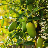 Green Finger Lime Tree Plant Live, Fruit Tree Garden, 1-2 Feet Tall