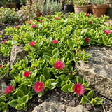 Yellow Aptenia Ice Plant Live Plant, Garden Ground Cover, 4 Inch Pot
