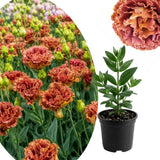 Orange Brown Lisianthus Plant, Eustoma Lisianthus Flowers Plug, 3-5'' Tall