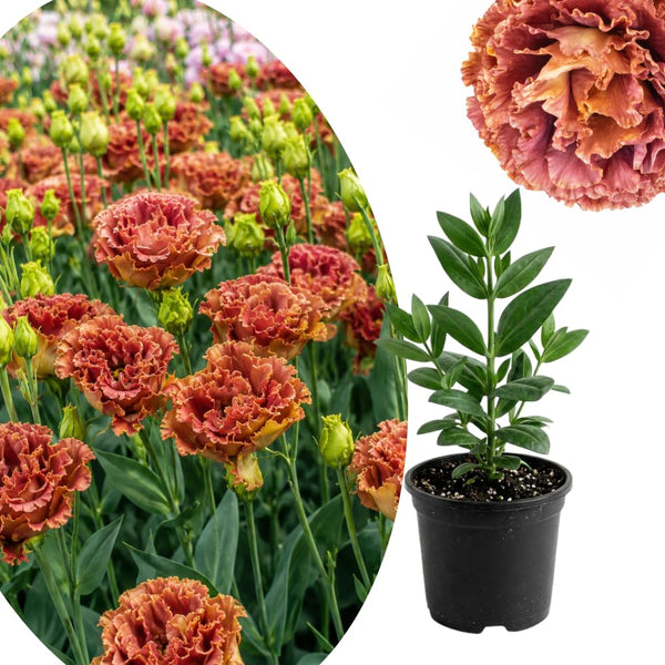 Orange Brown Lisianthus Plant, Eustoma Lisianthus Flowers Plug, 3-5'' Tall