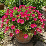 2 Deep Pink Live Portulaca Plants, Patio Container Plant, 4-7 Inch Tall