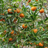 Grafted Satsuma Mandarin Tree Live 2-3 Feet Tall