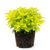 2 Yellow Green Live Alternanthera Plants, Starter Plant, 4-6 Inch Tall