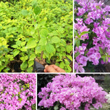 2 Light Pink Bougainvillea Plants Live, Starter Plant, 4-6 Inch Tall