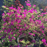 Set 2 Blueberry Ice Bougainvillea Live Plant 5-7 Inch Tall