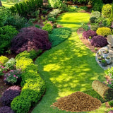 50000 Zoysia Grass Seeds, Indoor Outdoor Plant for Backyard and Landscape Planting