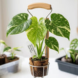 Monstera Live Plant, Outdoor Garden Plant, 5-7 Inch Tall