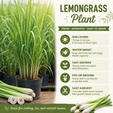 Set 5 Lemongrass Live Plants, 4-7" Tall