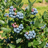 2 Edible Blueberry Plants Live, Berry Tree Seedling, 4-6 Inch Tall