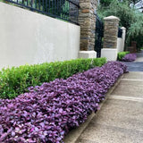 4 Ruby Alternanthera Plants Live, Colorful Foliage for Beds, 3-6 Inch Tall