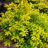 Set 2 Cuban Gold Duranta Live Plants, 4-7 Inch Tall