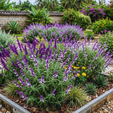 4 Salvia Sage Plants Live, Hardy Flower Plant, 4-6 Inch Tall