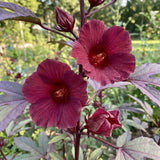 Pack 3 Cranberry Hibiscus Plant Live,4-6" Tall