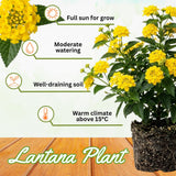2 Yellow Lantana Plants Live, Lantana Flower Plant, 4-6 Inches Tall