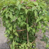 6 Live Mexican Creeper Plants, Flower Vine, 4-6 Inch Tall