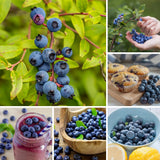 2 Jewel Blueberry Plant Live, Blueberry Bushes Plant, 4-7 Inch Tall