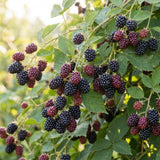 2 Cold Hardy Black Berry Live Plants, Outdoor Garden Plant, 4-6 Inch Tall