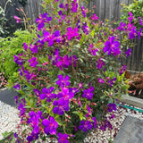 Purple Tibouchina Princess Live Plant, Garden Shrub, 3-5 Inch Tall