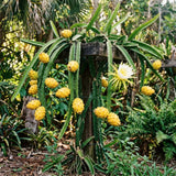 2 Yellow Dragonfruit Live Plants, Dragon Fruit Live, 3-6 Inch Tall