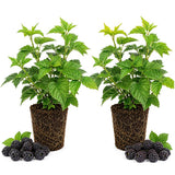 2 Ouachita Blackberries Plant Live, Sweet Fruit, 4-7 Inch Tall