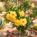Double Yellow Desert Rose Plant Live, Succulent Houseplant, 4-7 Inch Tall