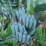 Ice Cream Banana Live Plant, Hardy Garden Plant, 4-6 Inch Tall
