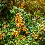 Longan Live Plant, Indoor Outdoor Fruit Tree, 8-10 Inch Tall, 4 Inch Pot