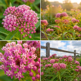 2 Pink Milkweed Live Plants, Asclepias Tuberosa Plant 4–6" Tall