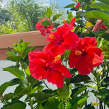 Red Hibiscus Plant 5-7" Tall