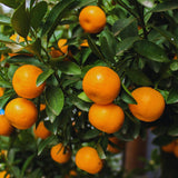 Orange Mandarin Live Tree, Hardy Garden Plant, 1 Gallon Pot