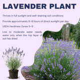 2 Provence Lavender Live Plants, Well-Rooted Perennial Plant, 4-6 Inch Tall