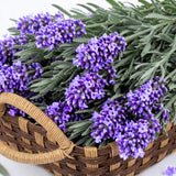 Purple Lavender Live Plant, 3.5 Inc Pot, Fragrant Herb Plant, 4-8 Inc Tall