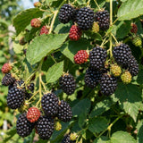 2 High Yields Black Berry Plants Live, Live Starter Plant, 4-6 Inch Tall