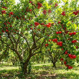 2 Live Barbados Cherry Tree Plant, Red Cherry Tropical, 4-7 Inch Tall