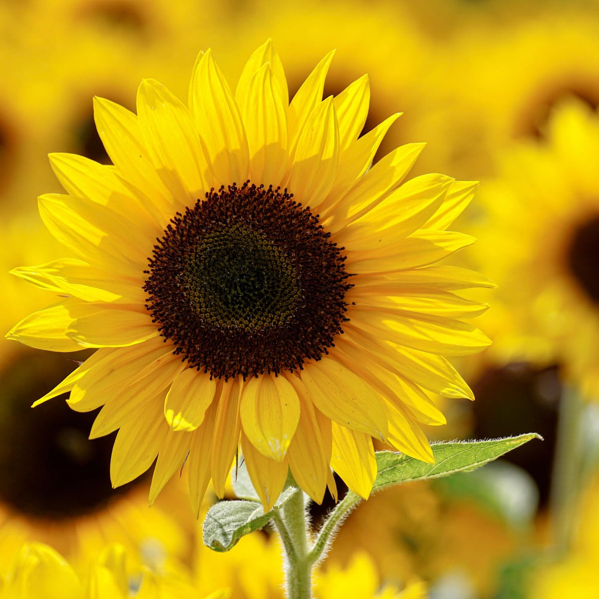 3 Yellow Sunflower Live Plants Seedling, 3-5 Inch Tall in Pot