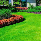 50000 Zoysia Grass Seeds, Indoor Outdoor Plant for Backyard and Landscape Planting