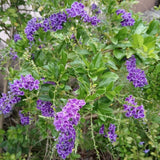 2 Duranta Blue Live Plants 4-7Inches Tall