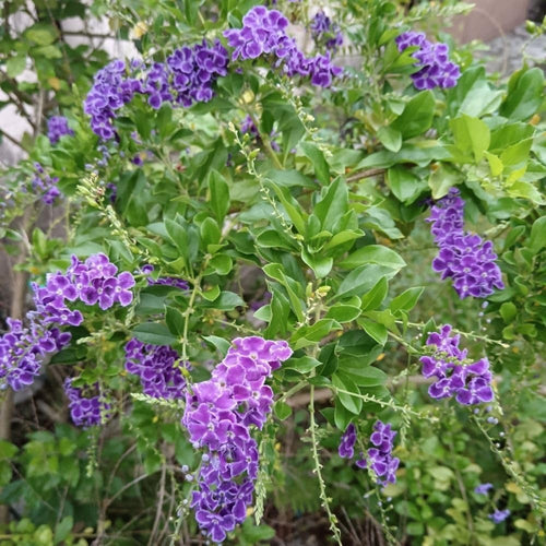 2 Duranta Blue Live Plants 4-7Inches Tall