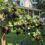 2 Big Black Berry Plants, Blackberries Bush, 4-6 Inch Tall