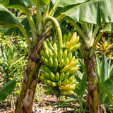 Dwarf Cavendish Banana Live Plant, Hardy Garden Plant, 4-6 Inch Tall