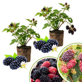 2 Sweet Boysenberry Live Plants, Garden Plant, 4-6 Inch Tall